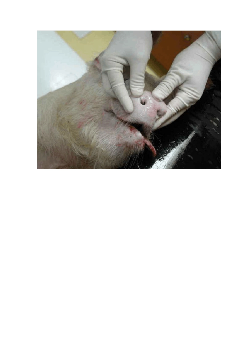 猪的详细解剖图解_第3页