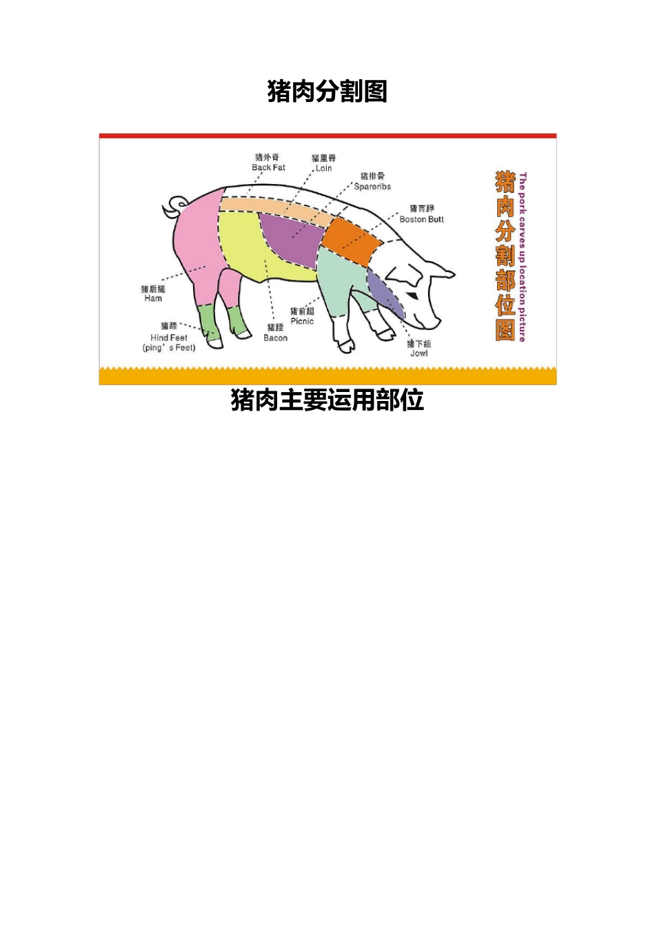 猪肉的分割和解说_第1页