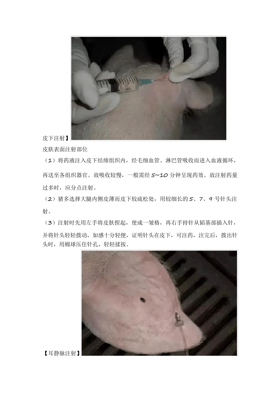 猪身上所有部位注射方法和注意事项_第3页