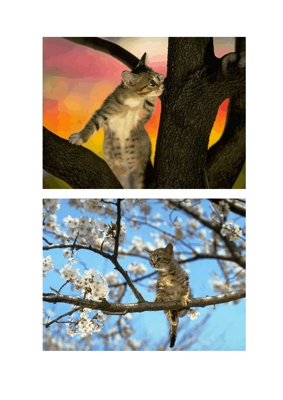 猫三年级作文附精美图片和评析及写动物方法_第1页