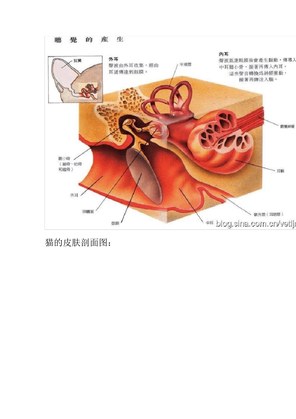 猫的解剖结构和生理习性_第3页