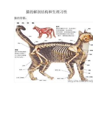 猫的解剖结构和生理习性