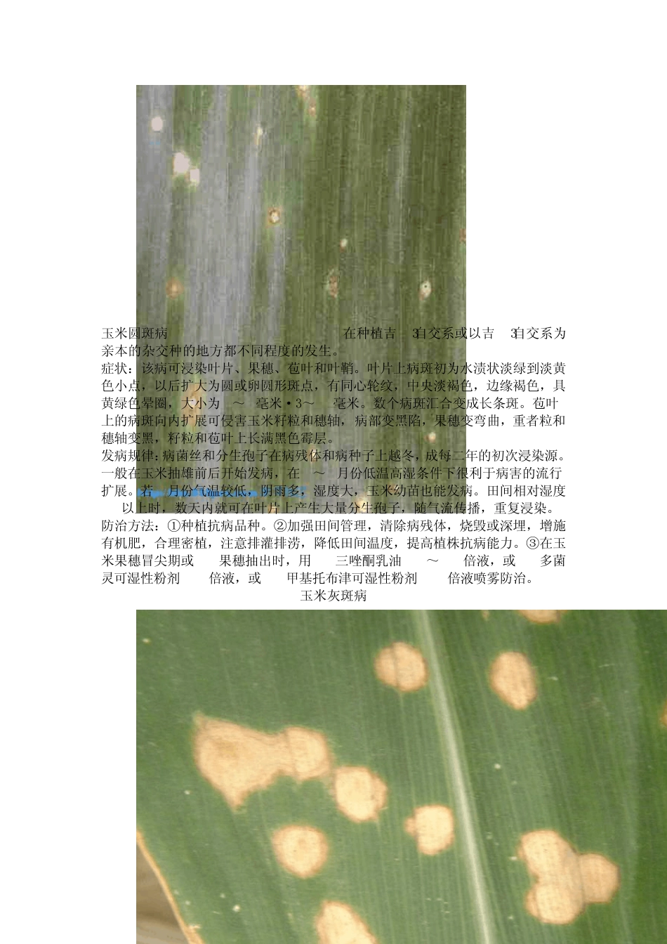 玉米主要病害_第3页