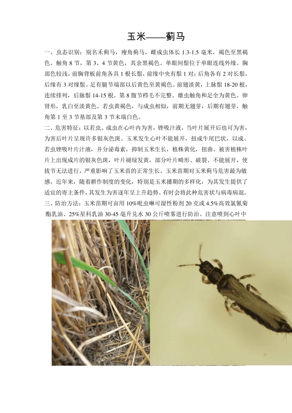 玉米主要病虫害_第3页