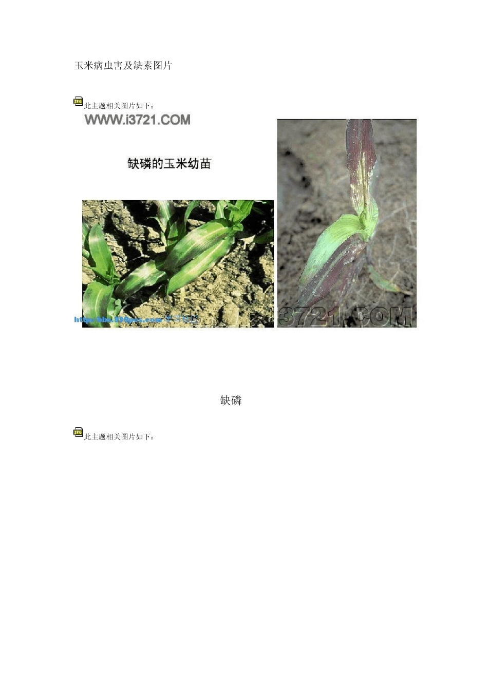 玉米病虫害及缺素图片_第1页