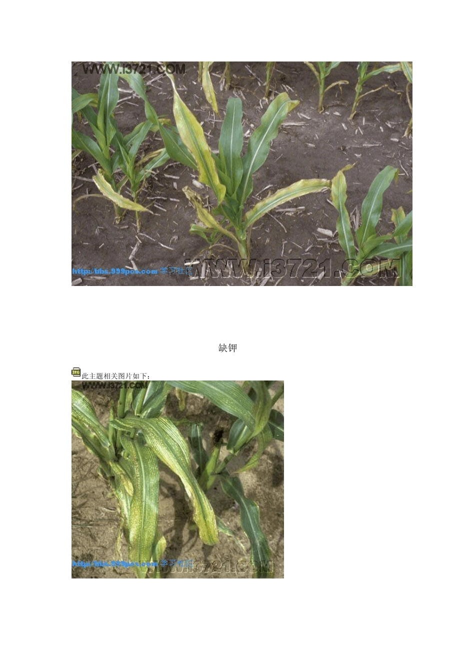 玉米病虫害及缺素图片_第2页