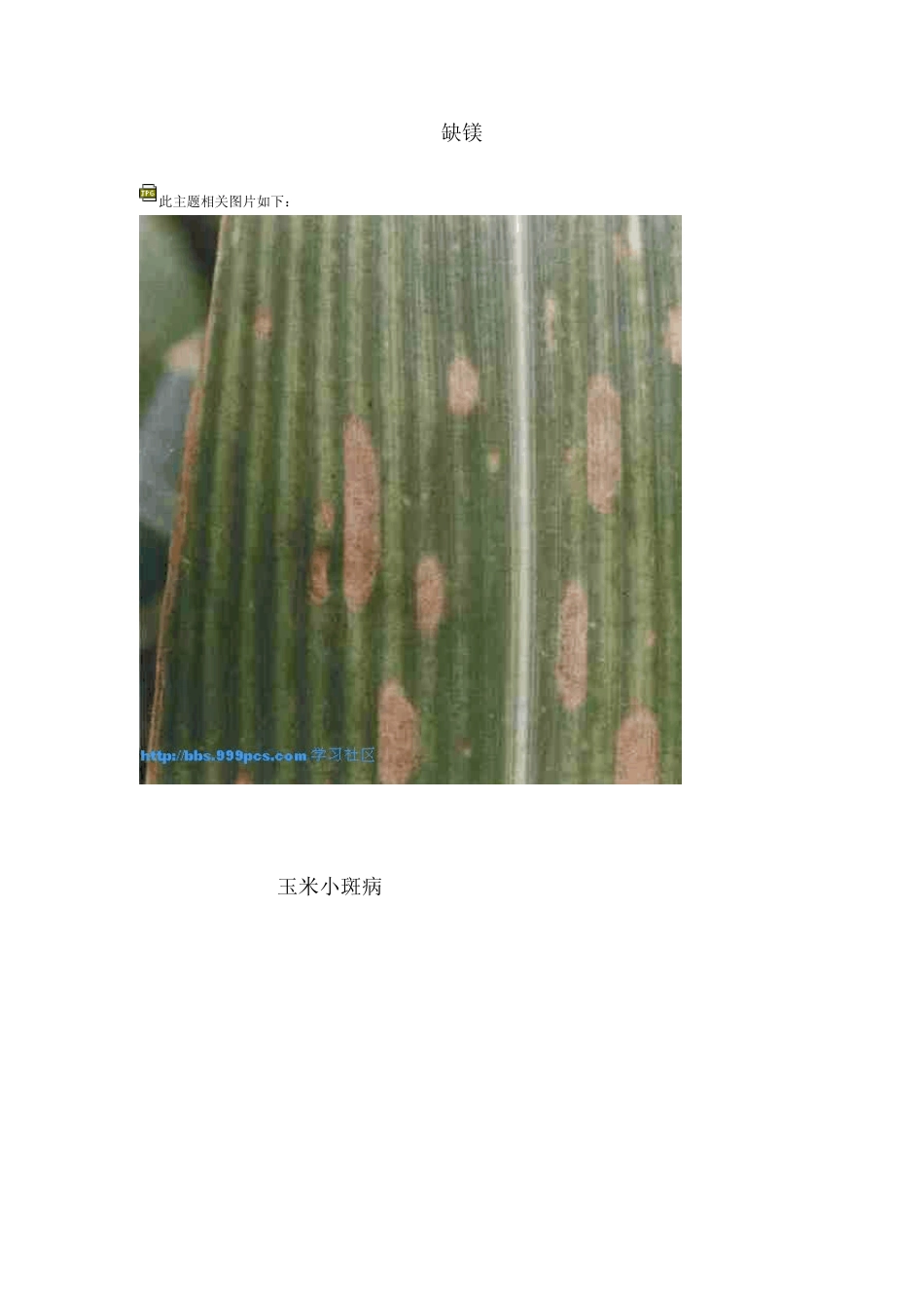 玉米病虫害及缺素图片_第3页