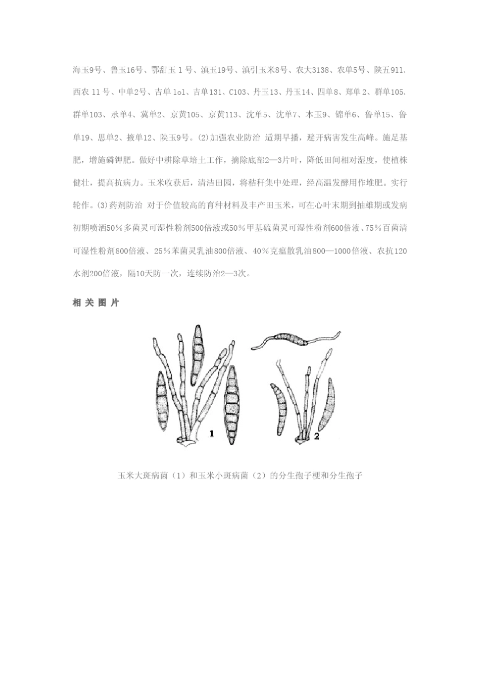 玉米病害图谱_第3页