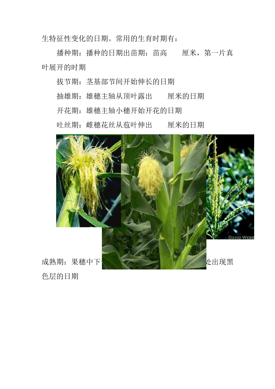 玉米的生长和发育_第2页