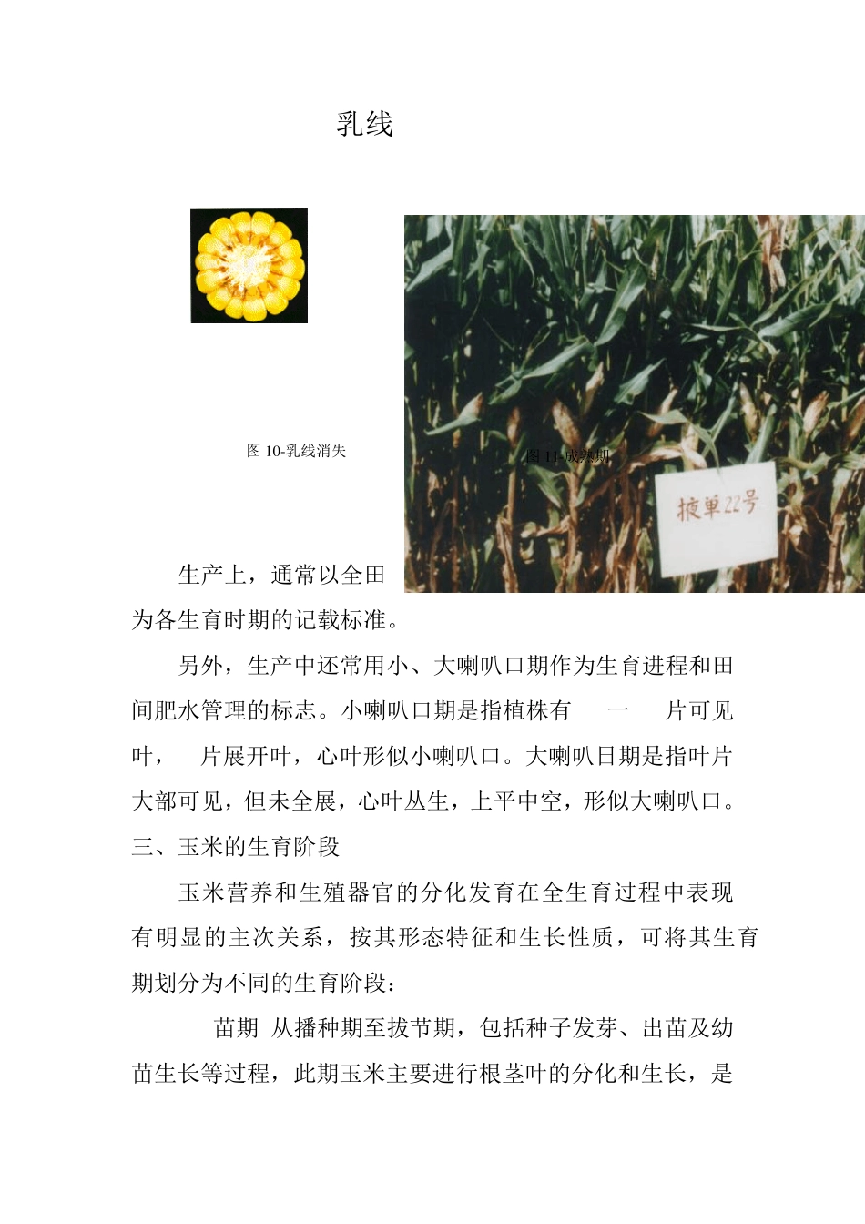 玉米的生长和发育_第3页