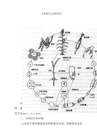 玉米的生长和发育