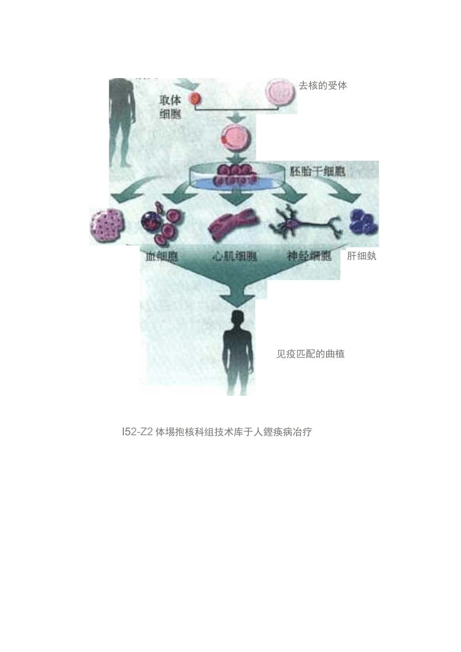 动物细胞培养学案_第3页