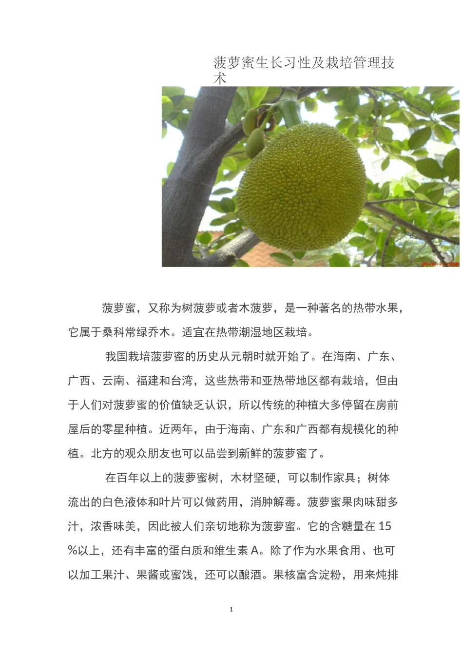 菠萝蜜生长习性及栽培管理技术_第1页