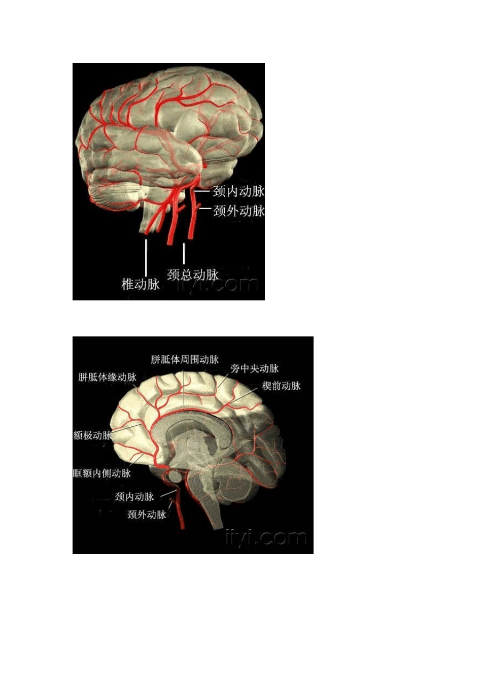 珍藏脑血管图谱_第2页