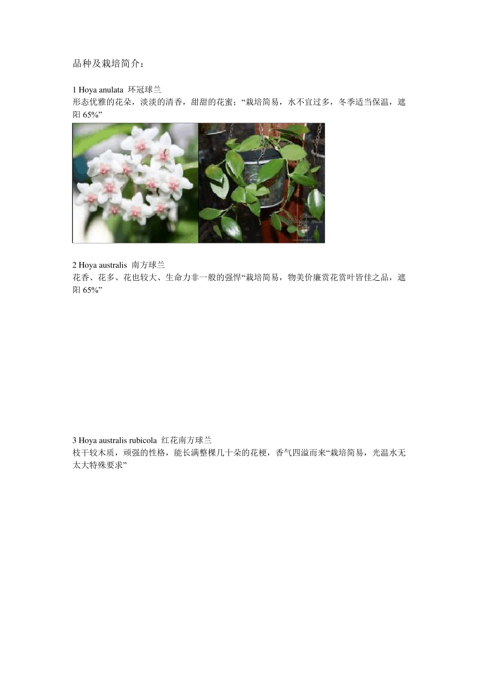 球兰品种及栽培简介_第1页