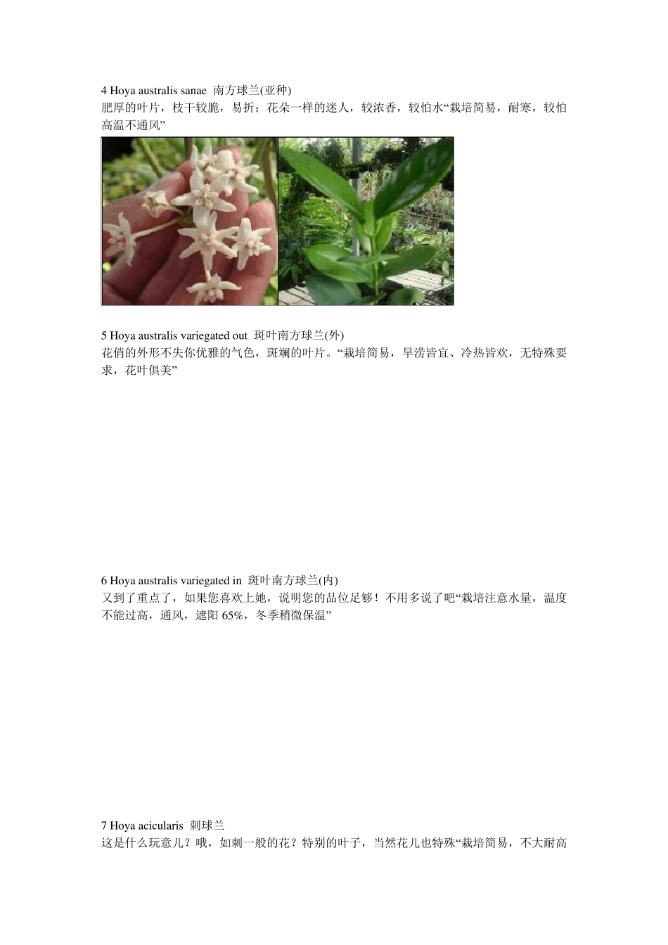 球兰品种及栽培简介_第2页