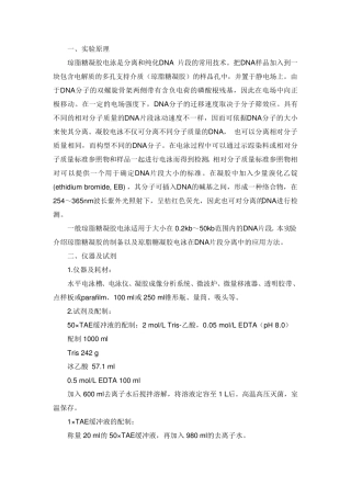 琼脂糖凝胶电泳