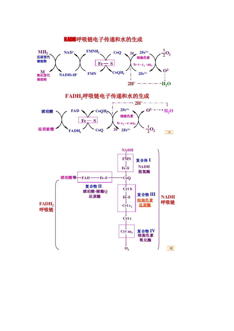 生化重要反应——循环图_第1页