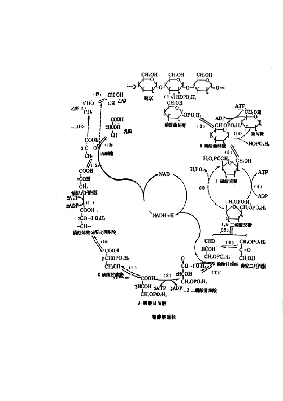 生化重要反应——循环图_第3页
