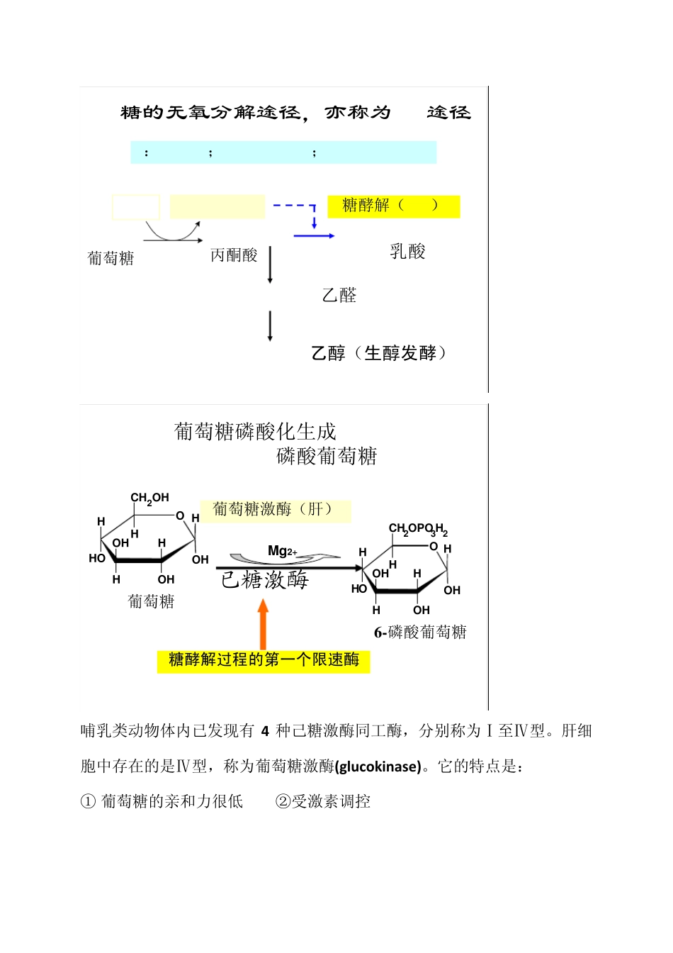 生物与化学复习资料第七章糖代谢(广东医学院)_第3页