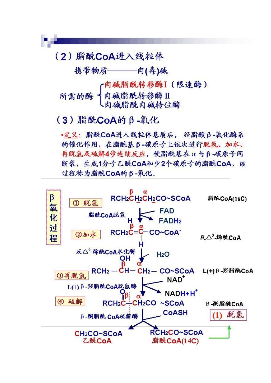 生物化学脂类代谢_第3页