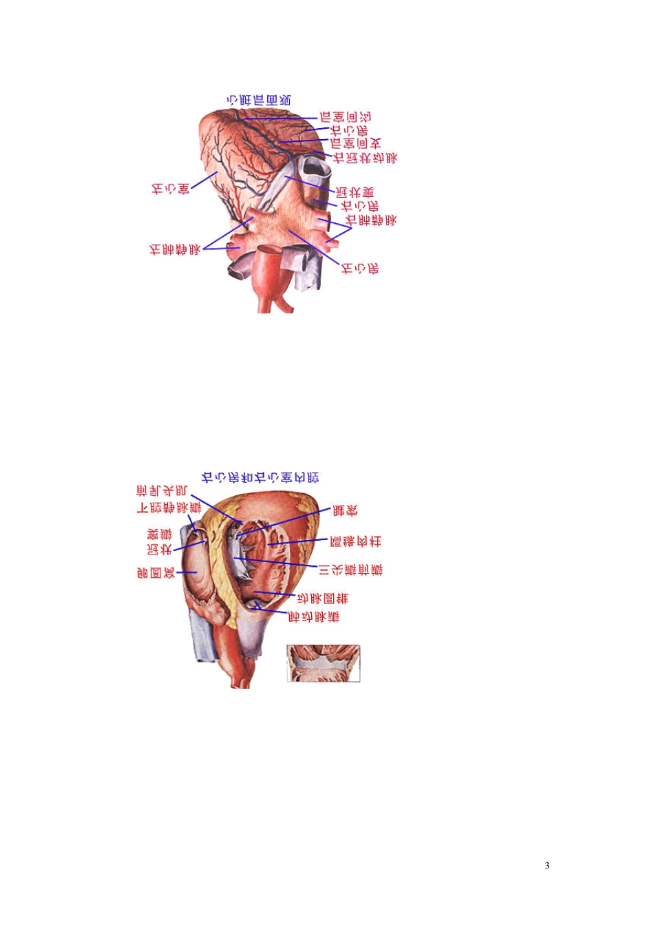 生物医学资料最全的人体解剖图图片_第3页