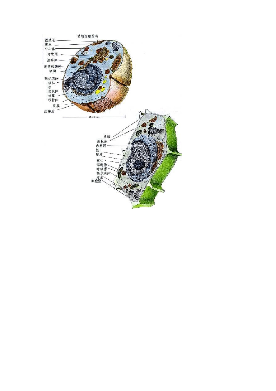 生物细胞结构示意图_第1页
