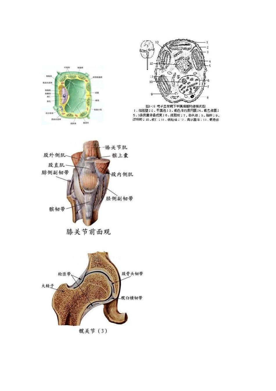 生物细胞结构示意图_第2页
