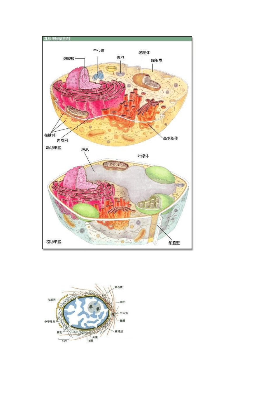 生物细胞结构示意图_第3页