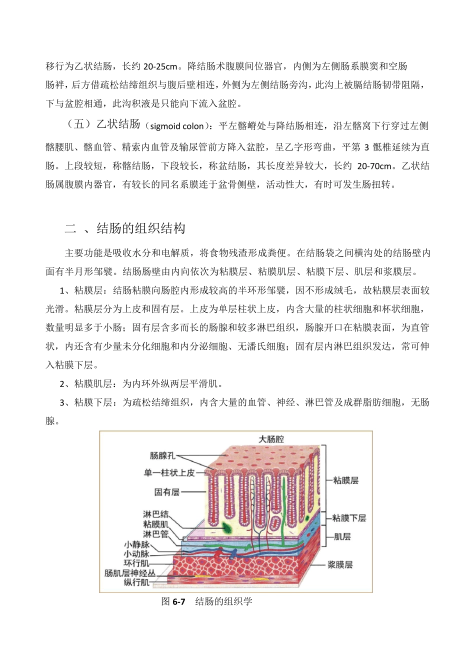 第一节结肠解剖_第3页