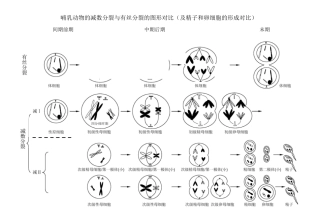 (完整版)减数分裂与有丝分裂图形及曲线绘制汇总