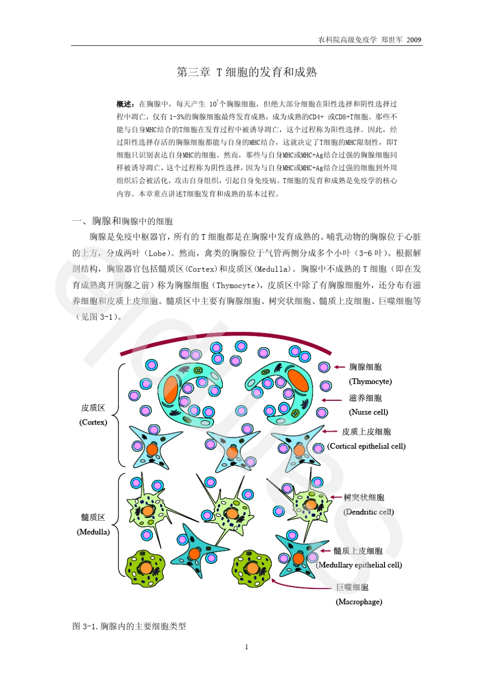 第三章T细胞的发育与成熟_第1页