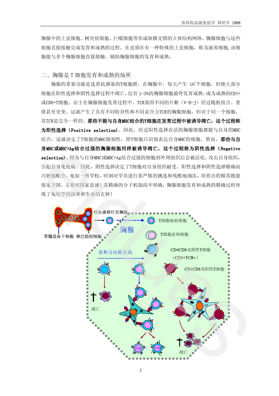 第三章T细胞的发育与成熟_第2页