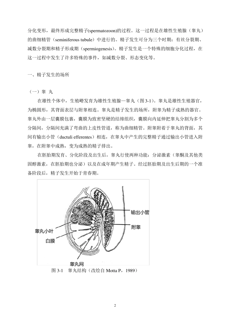 第三章精子发生与成熟_第2页