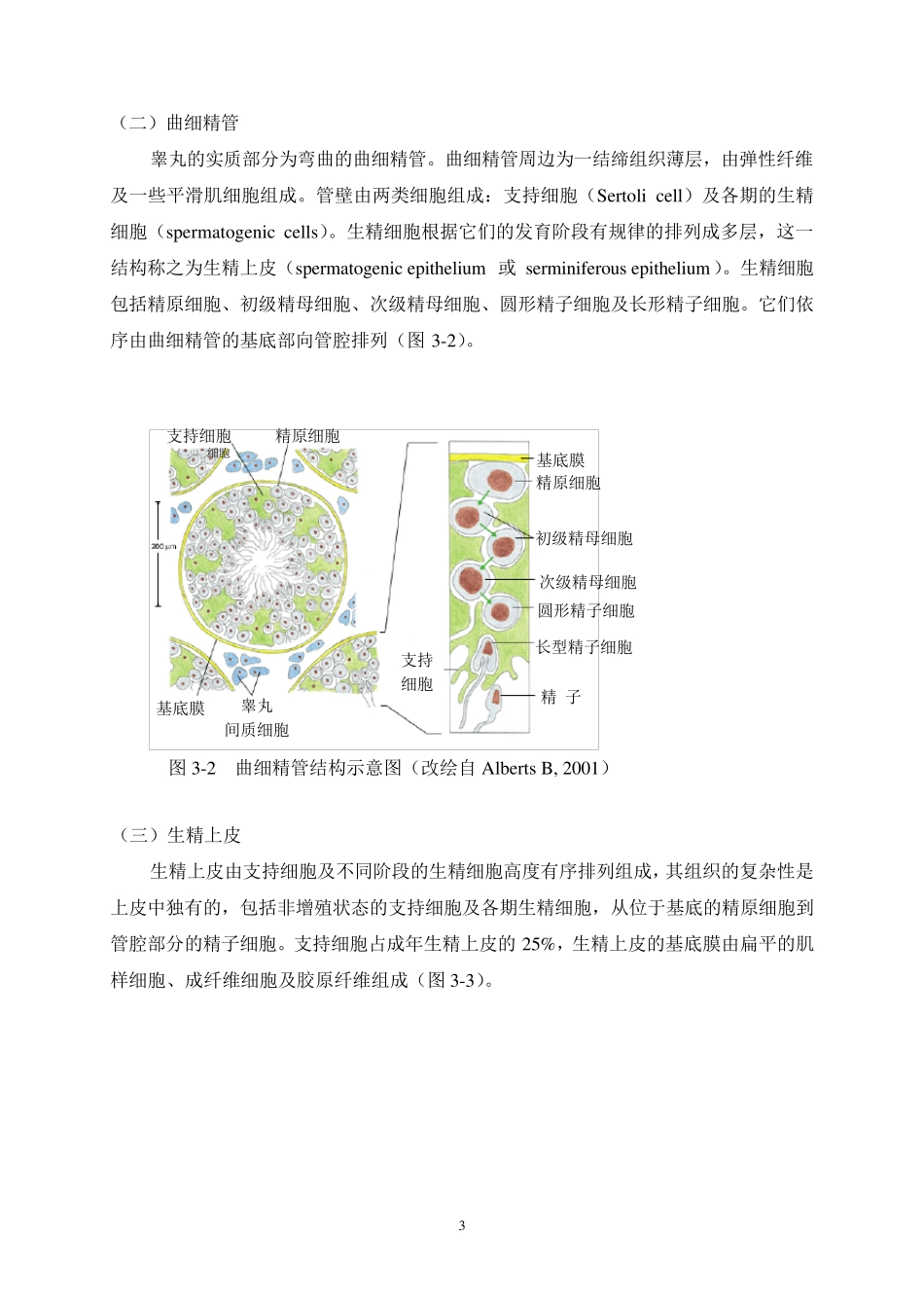 第三章精子发生与成熟_第3页
