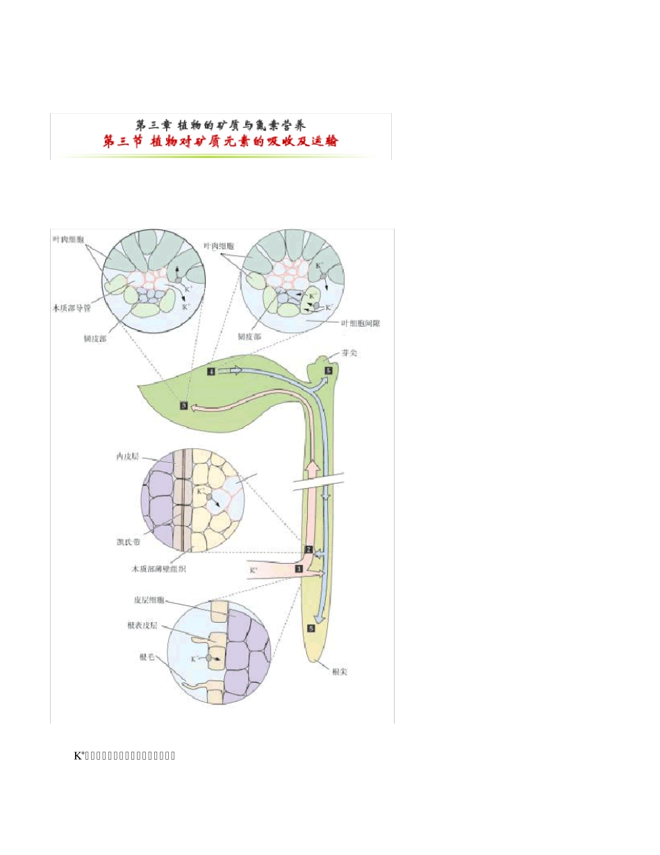 第三节植物对矿质元素的吸收及运输_第1页