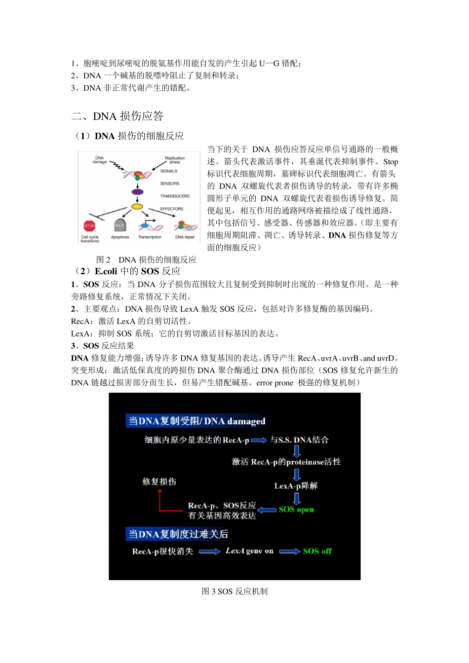 第三部分DNA损伤和修复_第2页