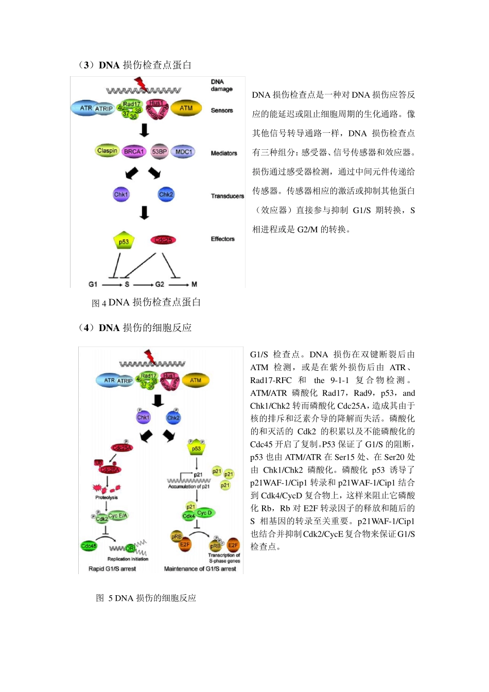 第三部分DNA损伤和修复_第3页