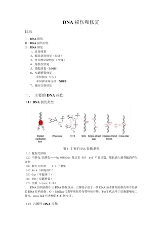 第三部分DNA损伤和修复