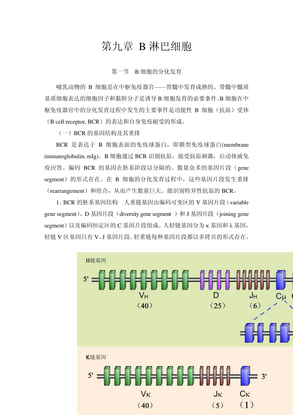 第九章B淋巴细胞_第1页