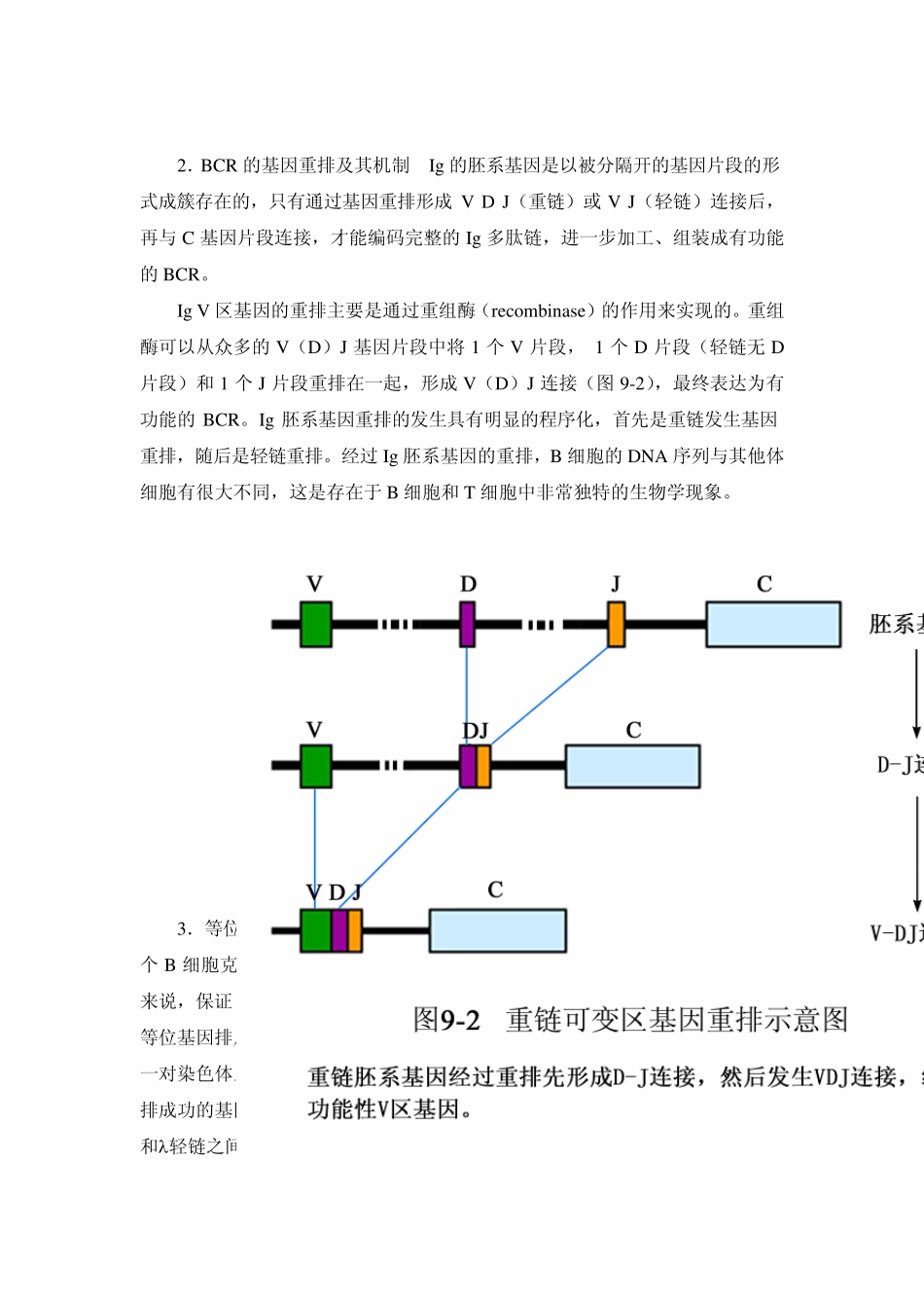第九章B淋巴细胞_第2页