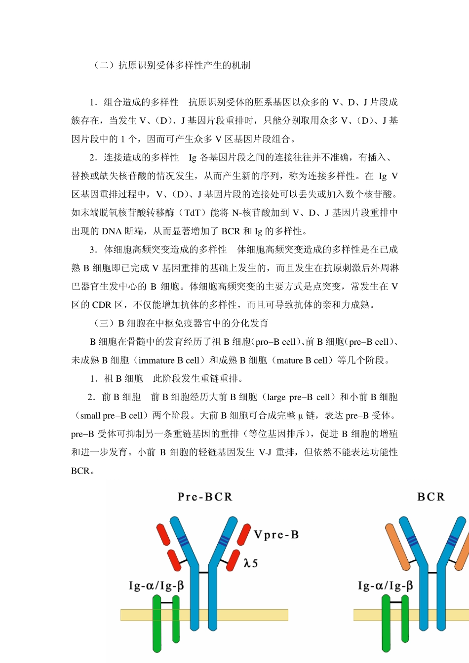 第九章B淋巴细胞_第3页
