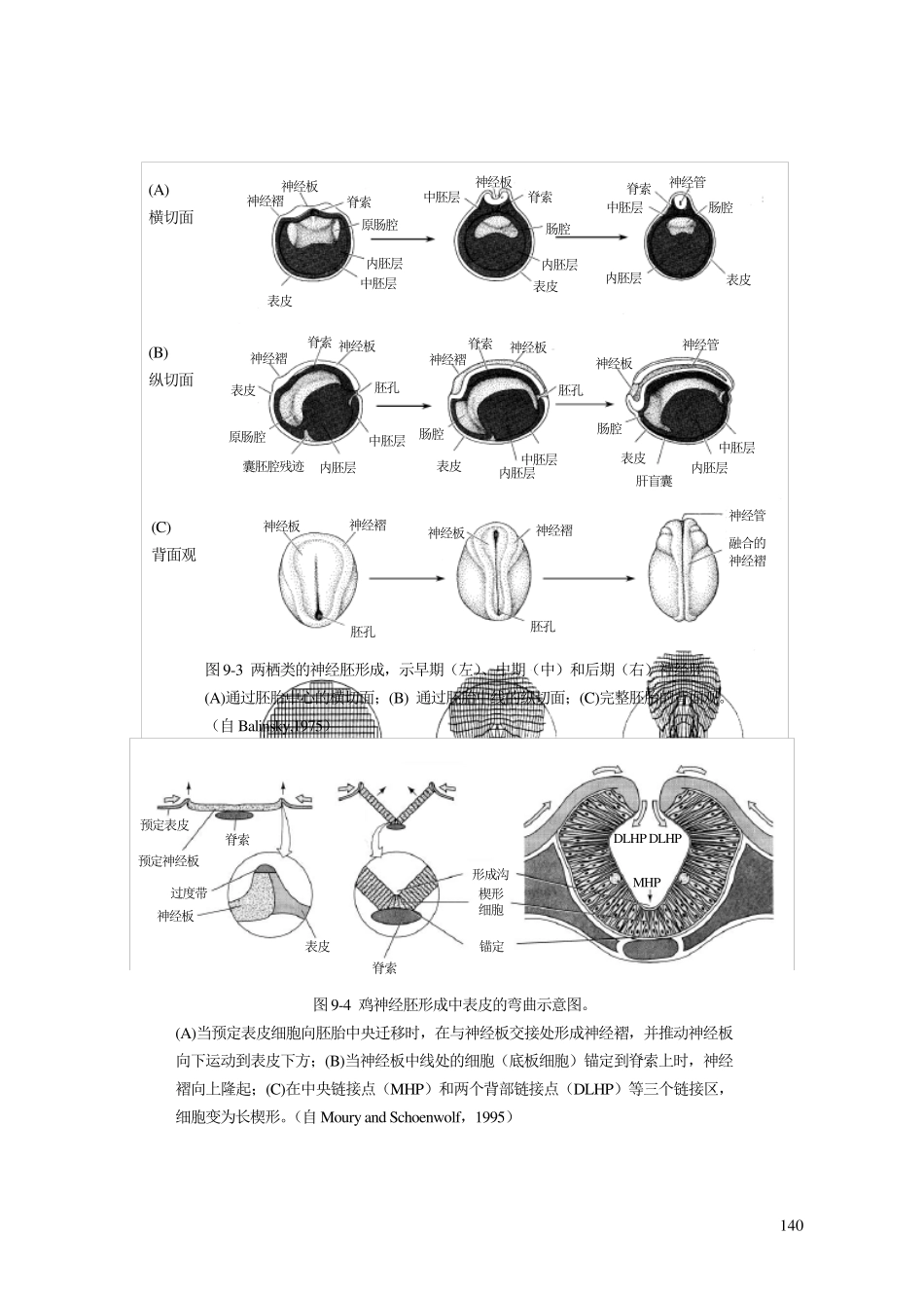 第九章三胚层与器官发生_第3页