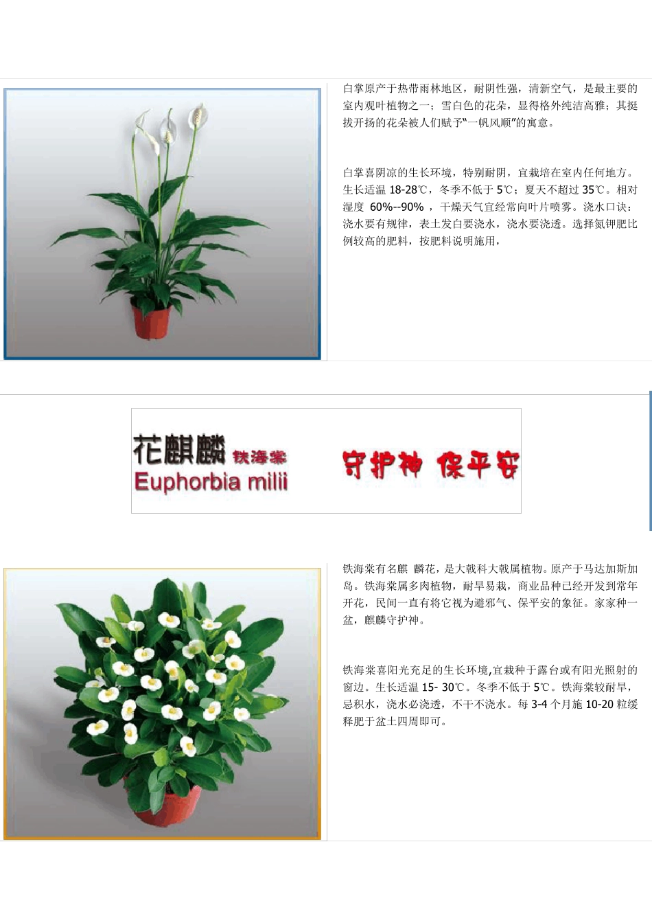 绿植养护知识_第2页
