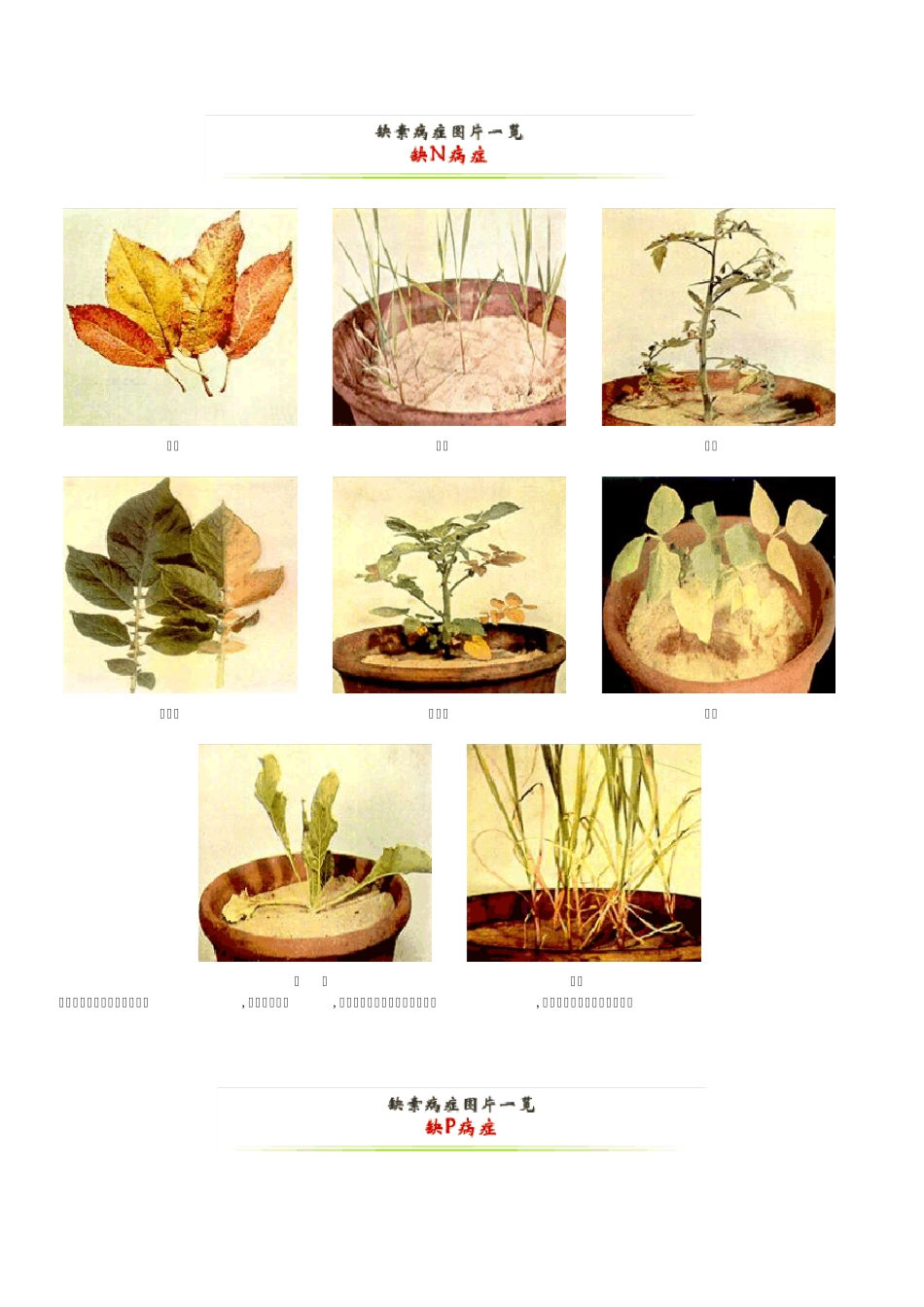 缺素病症图片一览_第1页