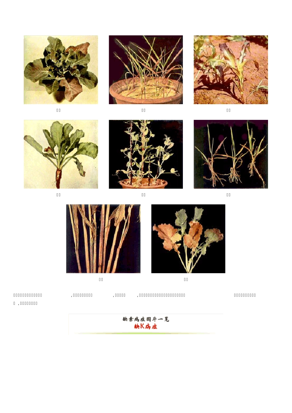 缺素病症图片一览_第2页