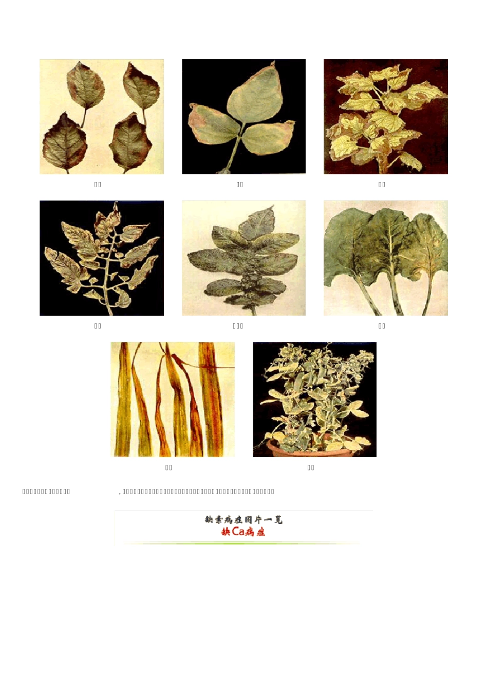 缺素病症图片一览_第3页