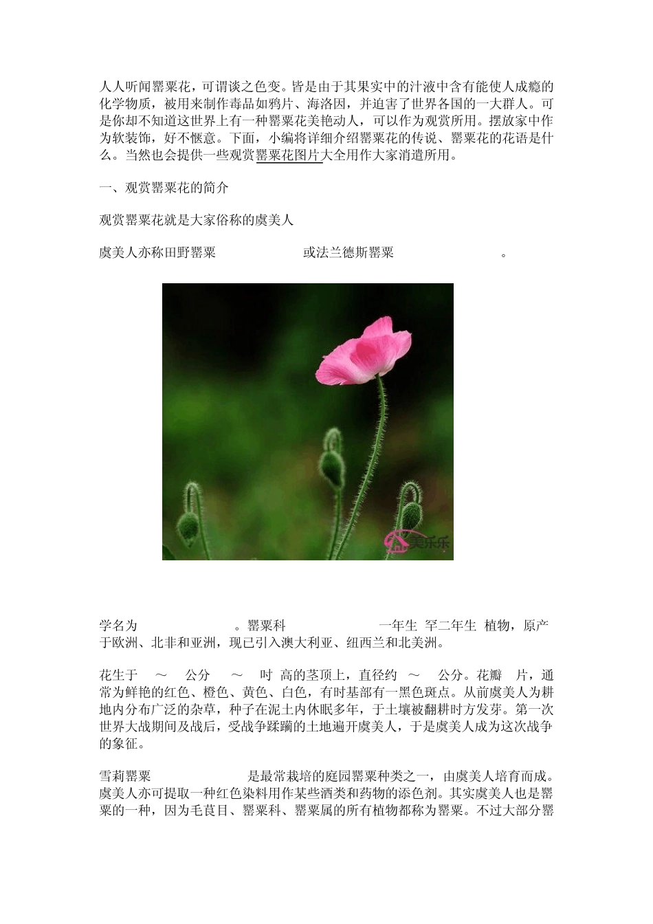 罂粟花图片大全罂粟花的花语是什么_第1页