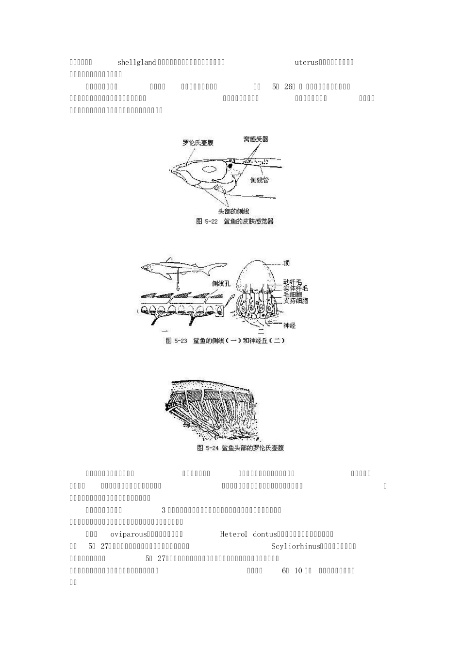 罗伦氏壶腹软骨鱼类除一般的侧线而外_第2页