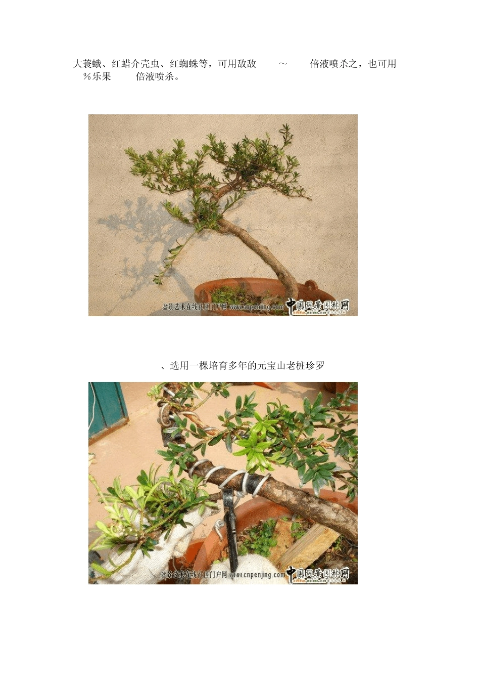 罗汉松盆景制作及欣赏_第2页